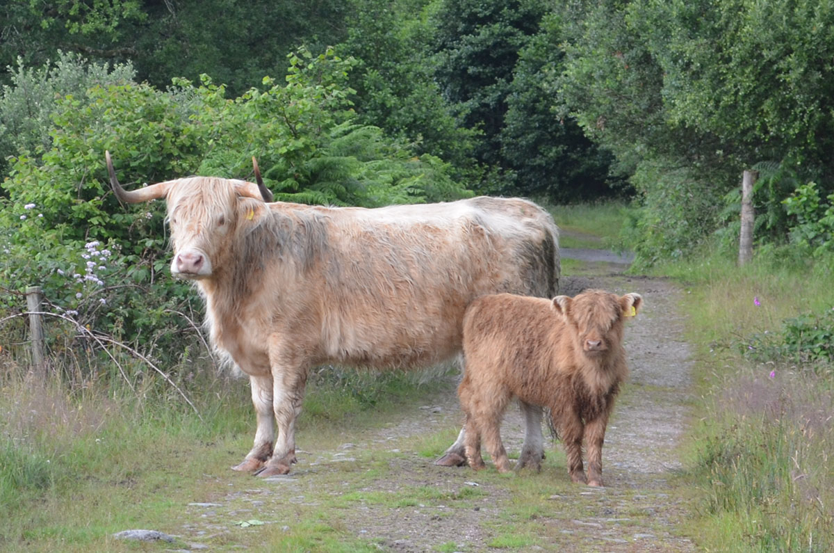 cows2